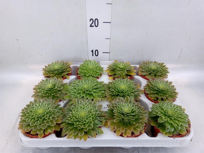 Aeonium   ...