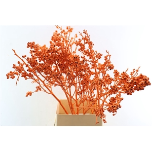 Euca Torriliana Orange P Stem