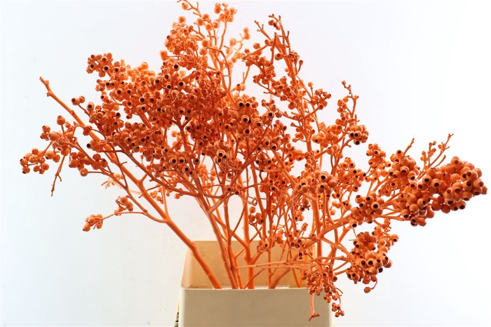 <h4>Euca Torriliana Orange P Stem</h4>
