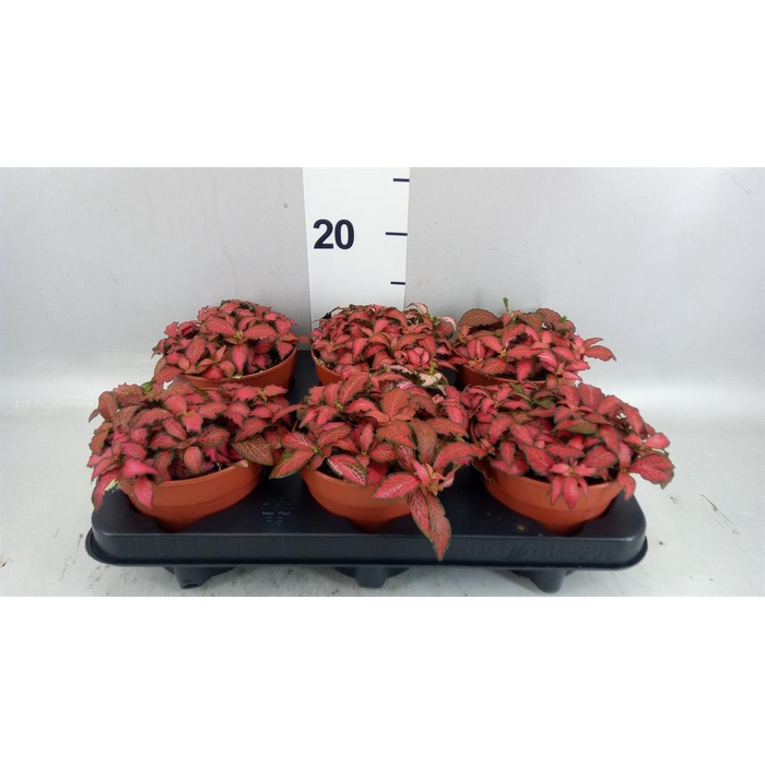 <h4>Fittonia verschaf. 'Forest Flame'</h4>