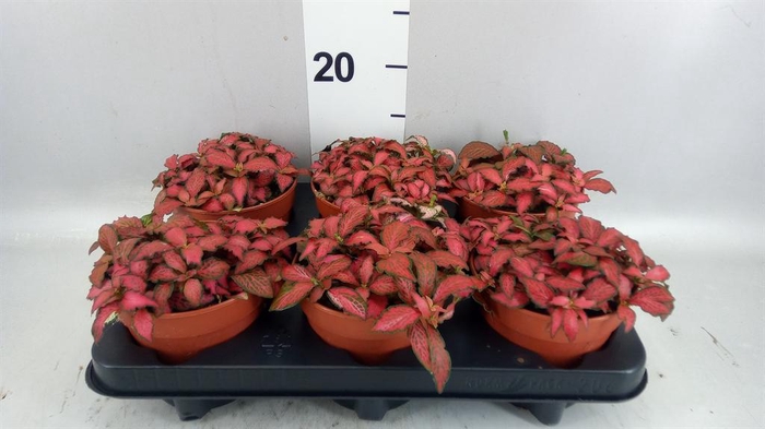 Fittonia verschaf. 'Forest Flame'