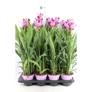 Curcuma alism. 'Siam Splash'