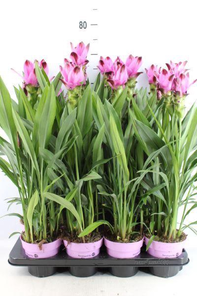 <h4>Curcuma alism. 'Siam Splash'</h4>