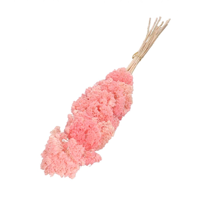 <h4>Dried flowers Achillea 65cm x12</h4>