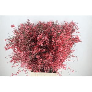 Ginster 400gr Red P Bunch