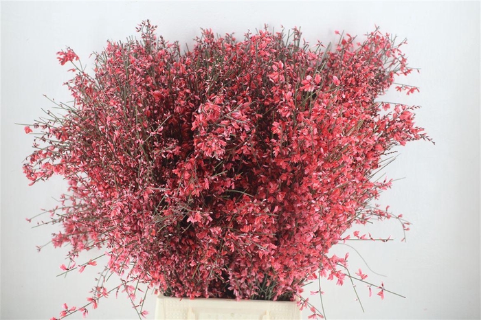 <h4>Ginster 400gr Red P Bunch</h4>