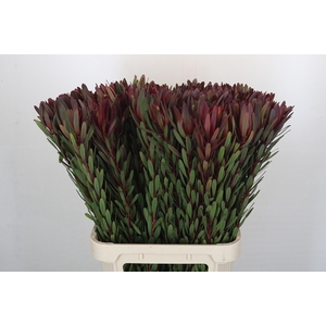 Leucadendron Saf Sunset Dark Red