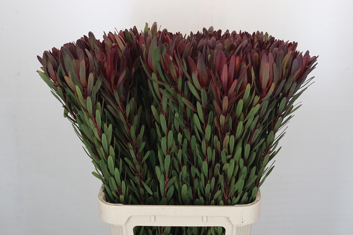 <h4>Leucadendron Saf Sunset Dark Red</h4>