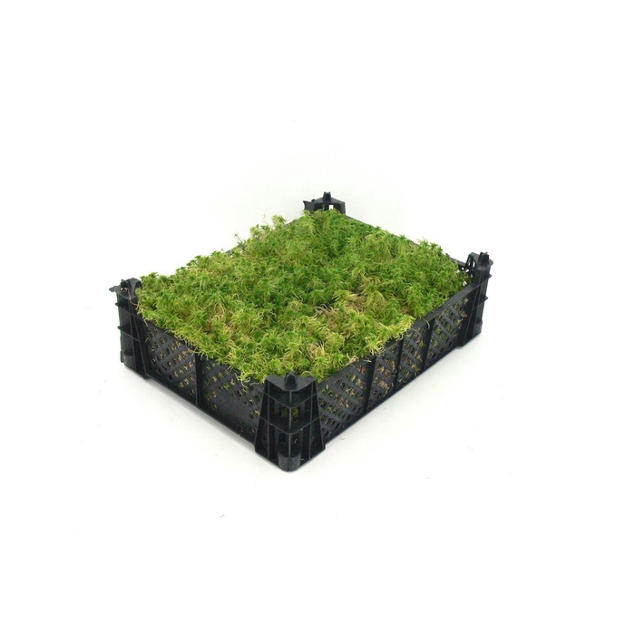 <h4>Mos Sphagnum ( Kist )</h4>