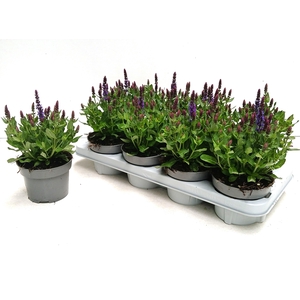 SALVIA NE SE DP BLUE