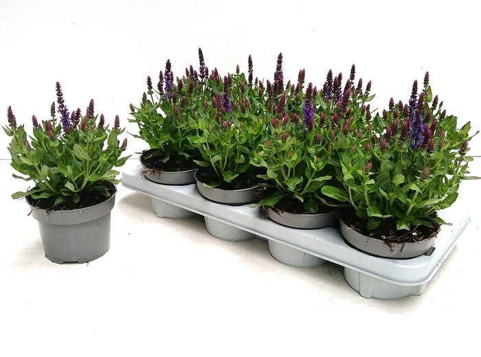 <h4>SALVIA NE SE DP BLUE</h4>