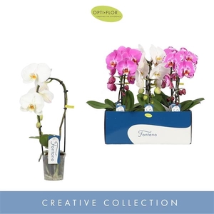Phalaenopsis gemengd