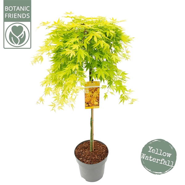 <h4>Acer palm. 'Cascade Gold' ®</h4>