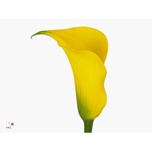 Calla Gold Medal