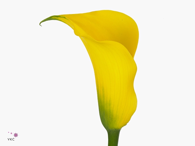 <h4>Calla Gold Medal</h4>