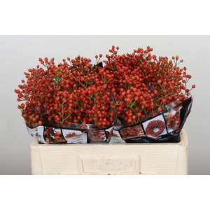 Rozenbottel Autumn Rosefruits