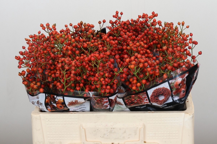 <h4>Rozenbottel Autumn Rosefruits</h4>
