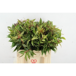 LEUCOTHOE FONT RAINB 060CM