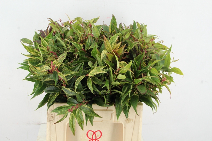 LEUCOTHOE FONT RAINB 060CM