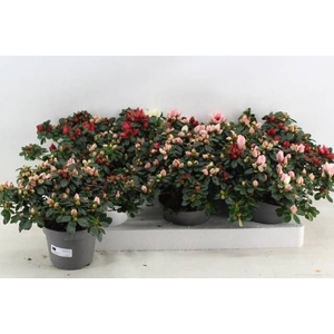RHODO OV
