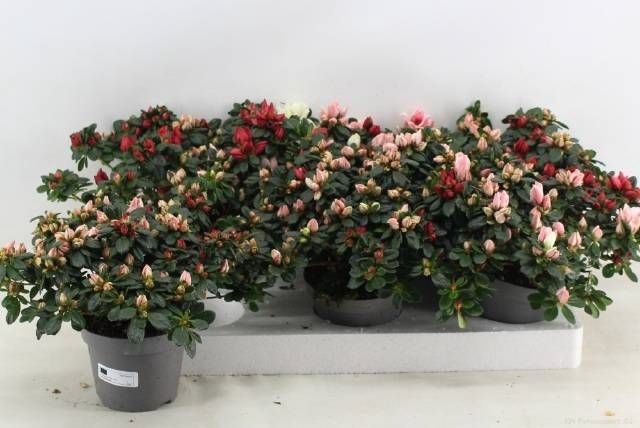 <h4>RHODO OV</h4>