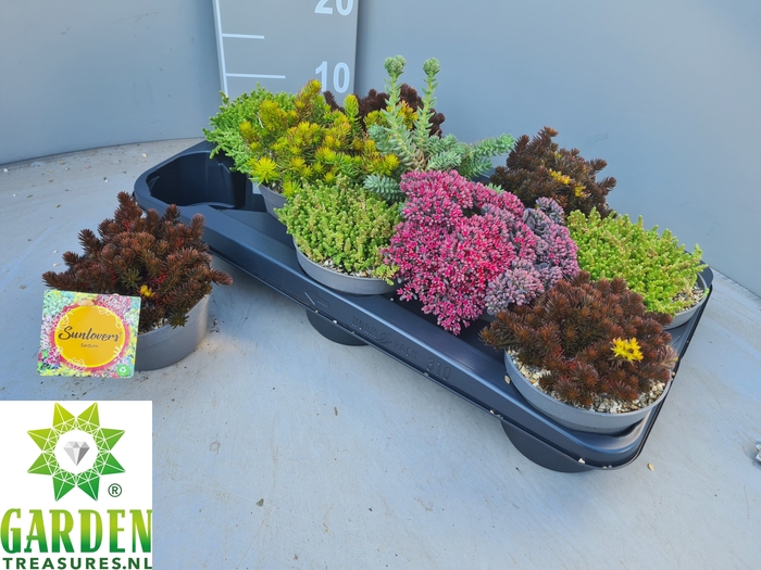 SEDUM GEM