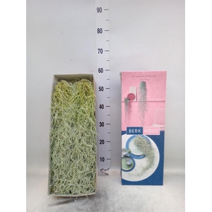 Tillandsia usneoides