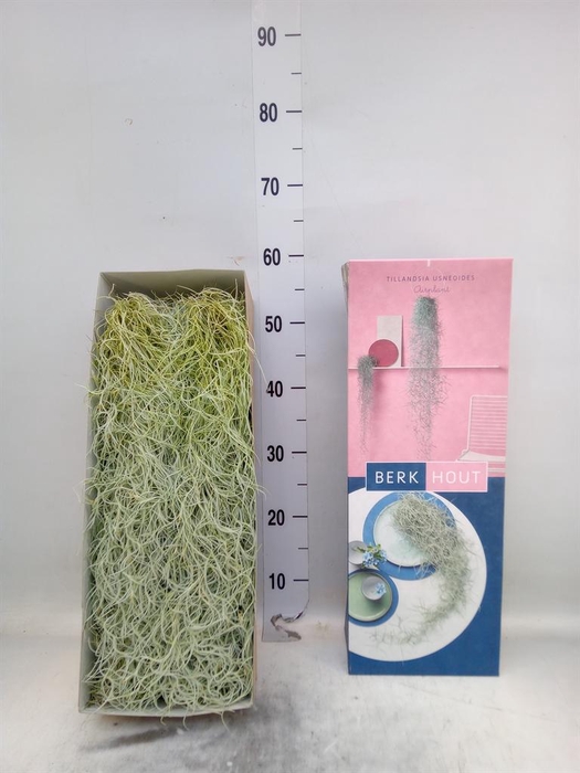 <h4>Tillandsia usneoides</h4>