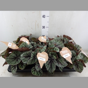 Begonia BD 'MagicColours Fedor'