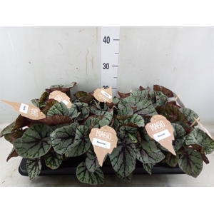 Begonia BD 'MagicColours Fedor'