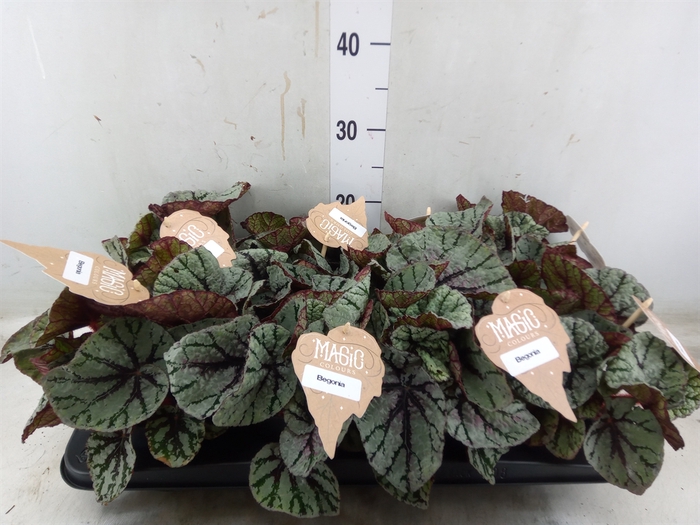 <h4>Begonia BD 'MagicColours Fedor'</h4>