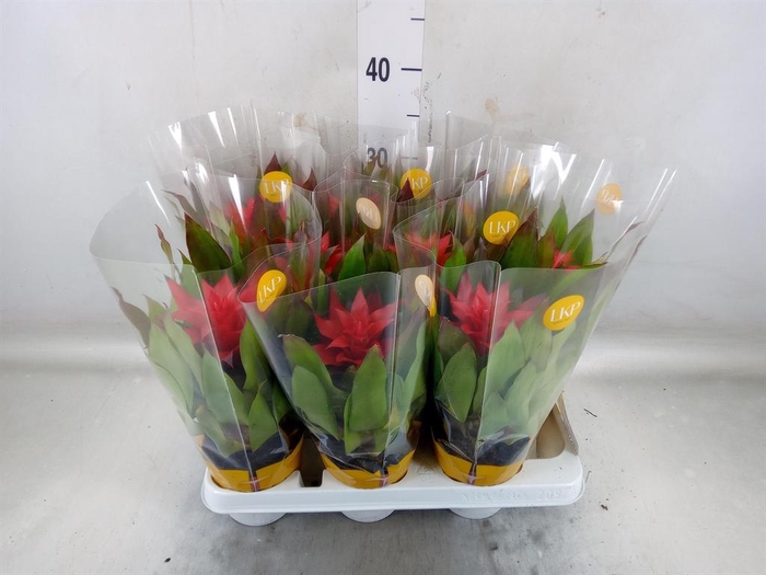 <h4>Guzmania  'Lorena'</h4>