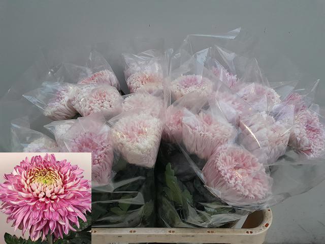 <h4>CHR G HOLIDAY</h4>