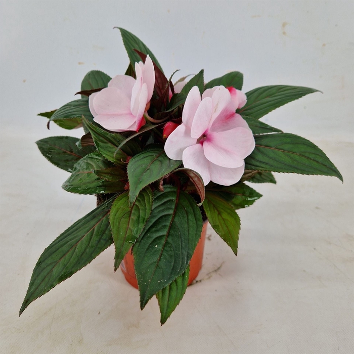 <h4>Impatiens NG 'White Pink Eye'</h4>