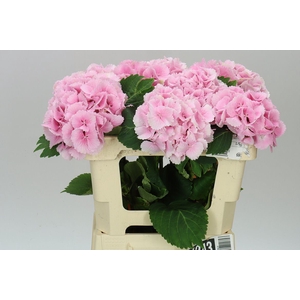 Hyd Lolly Pop Pink Pale