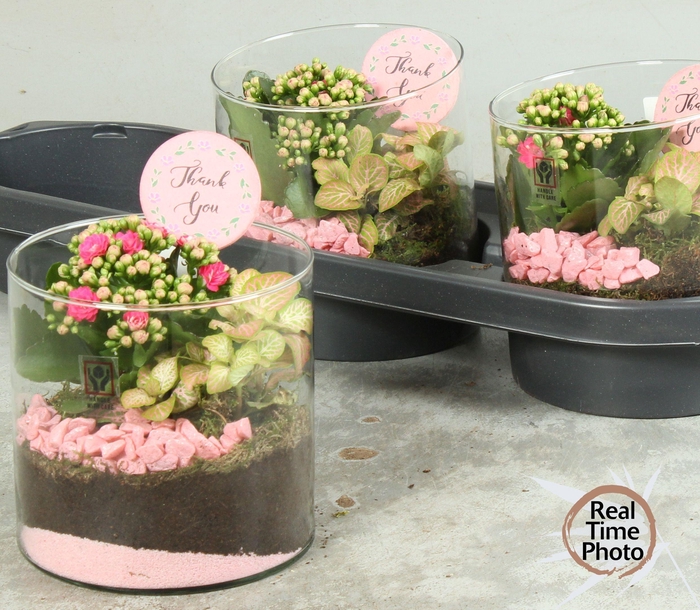 <h4>ARR KAMERPL</h4>