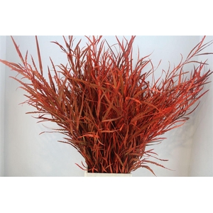 Grevillea Kbh Orange 200gr P Bunch