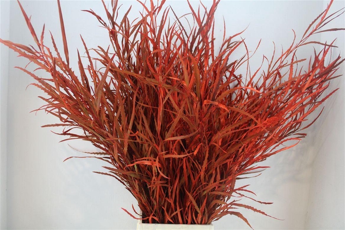<h4>Grevillea Kbh Orange 200gr P Bunch</h4>