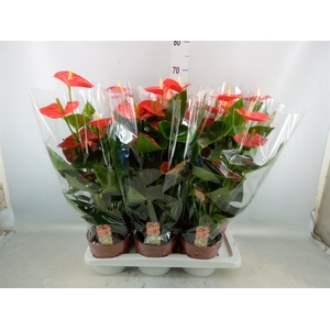 Anthurium andr. 'Sierra Orange'