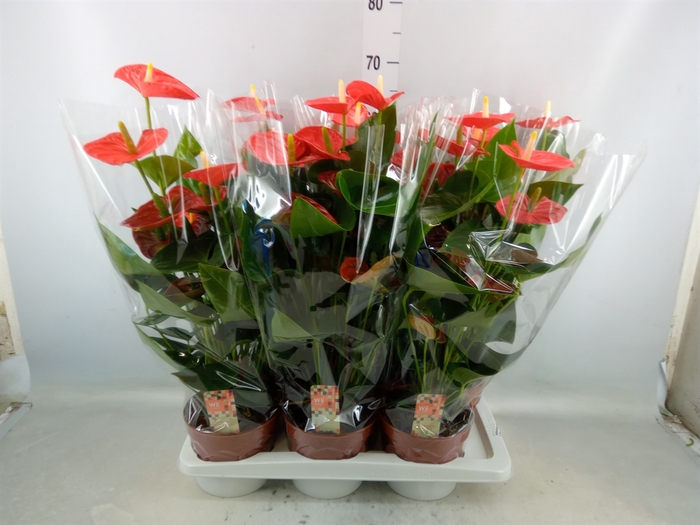 <h4>Anthurium andr. 'Sierra Orange'</h4>