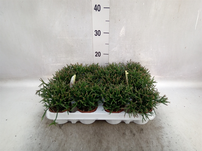 <h4>Rhipsalis burchellii</h4>