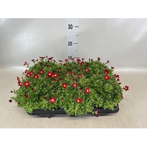 Saxifraga arend. 'Alpino Red'