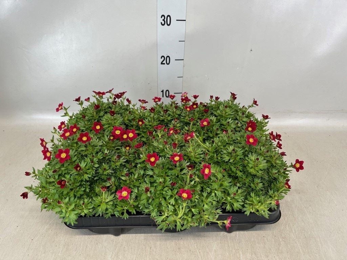 <h4>Saxifraga arend. 'Alpino Red'</h4>