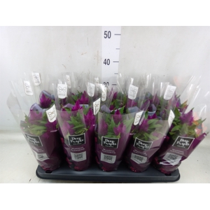 Celosia arg. SP 'Deep Purple'