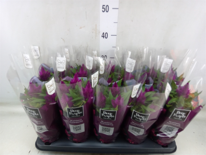 <h4>Celosia arg. SP 'Deep Purple'</h4>