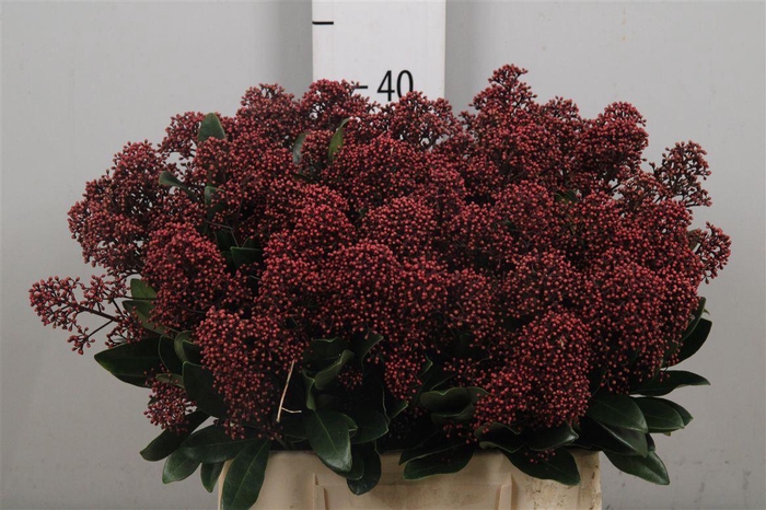 <h4>Skim J Rubella Bs</h4>