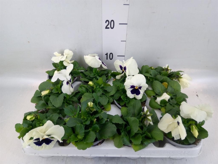 <h4>Viola wr. 'Alpha White wBlotch'</h4>