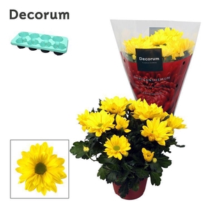 Chrysanne® Margarita Yellow