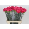 Dianthus St Bizet