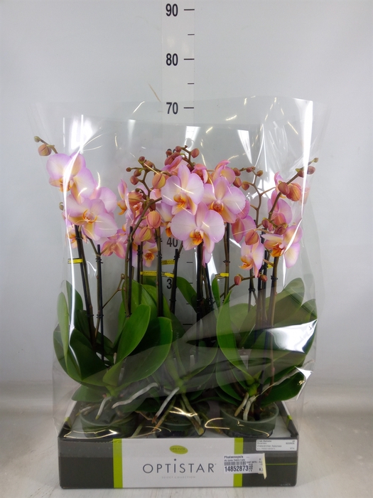 <h4>Phalaenopsis   ...</h4>